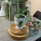 Huge Terrarium