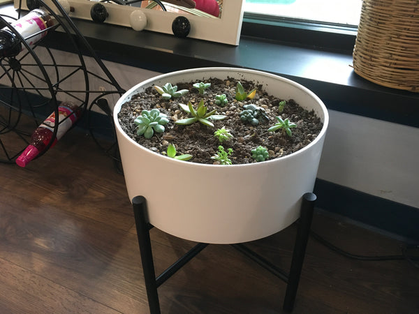 White Planter with Succulents