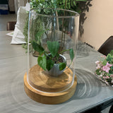 Huge Terrarium