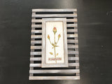 “A Joyful Life” Rose Picture