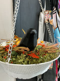 Bernie the Black Crow