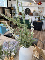 Vista Cream Lavender Bush
