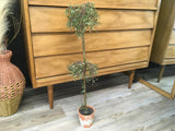 Tall Topiary