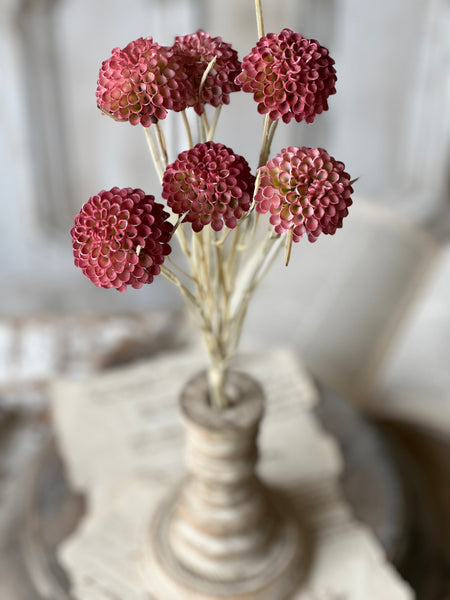 Lollipop Red Dahlia