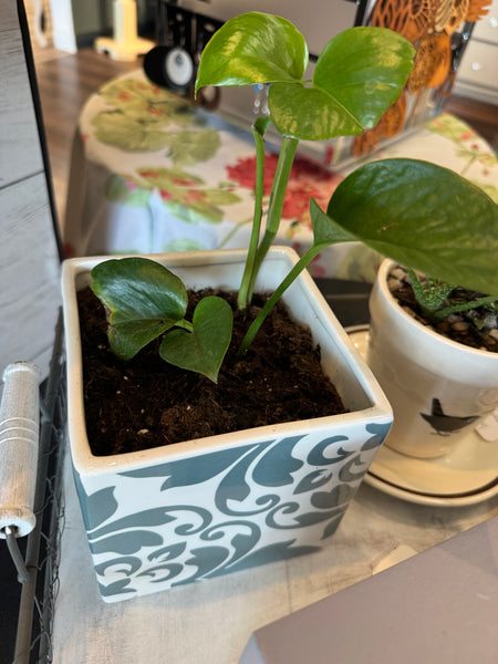 Mosaic potted planr