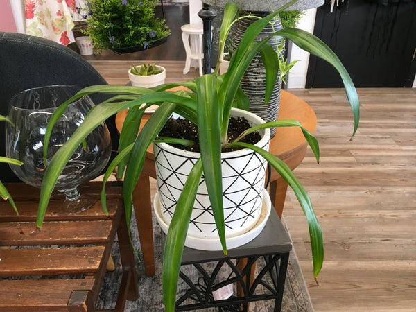 Spider Plant & Pot