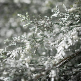 White Bubble Cedar Spray