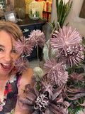 Purple Dandelion spray