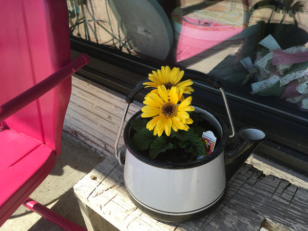 White and Black Enamel Tea Pot with Gerbera Daisies