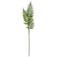 3 branch Fern stem