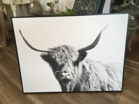 Highland Cow Picture