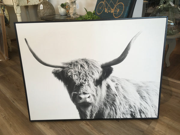 Highland Cow Picture