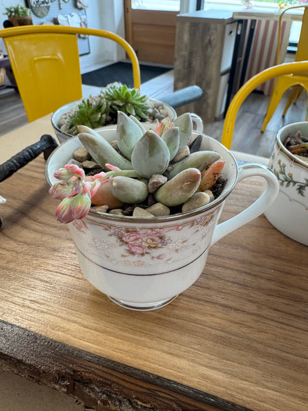 Teacup Succulent