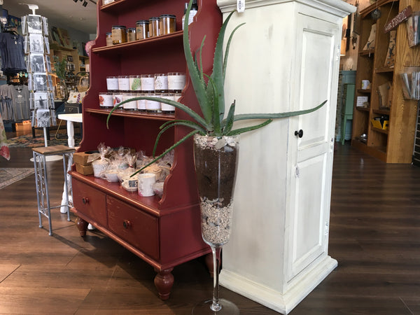 Large Aloe Plant in Large Glass Container