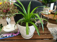 Spider Plant & Art Deco Pot