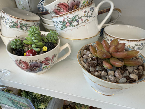 Adult Decoupage Real Succulent Tea Cup
