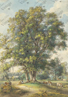 JRV Rice Papers 8.25x11.6