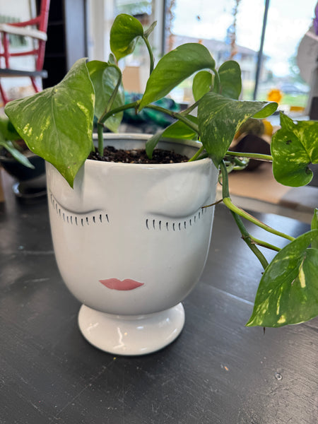 Plants
