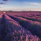 Fields of Provence Candle
