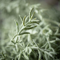 Feathery Rosemary Spray