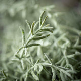 Feathery Rosemary Spray