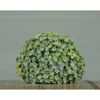 Celery Grass Orbe